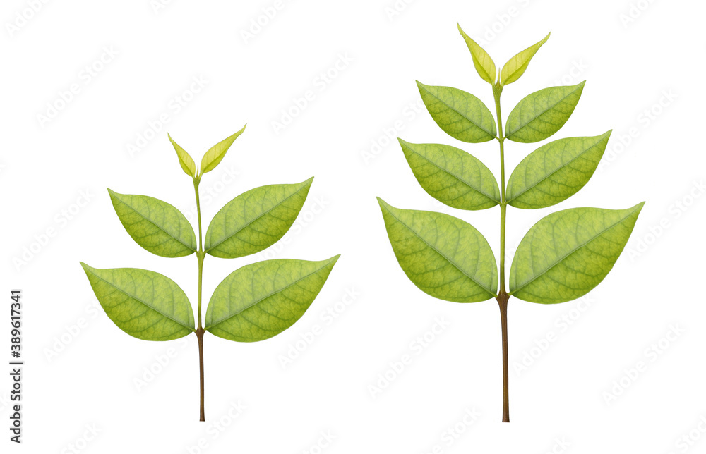 Collection of two beautiful foliage or growing green trees isolated on white background with clipping path Collection of two beautiful foliage or growing green trees isolated on white background with clipping path