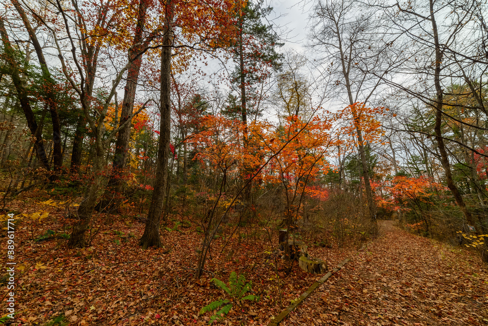 In autumn forest at cloudy day. In autumn forest at cloudy day.