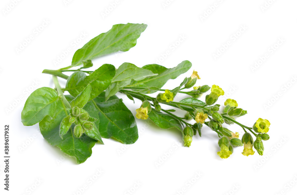 Obraz premium Nicotiana or tobacco plants. Flowers isolated on white