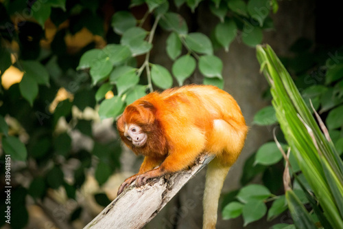 Photography Orange monkey in the jungle