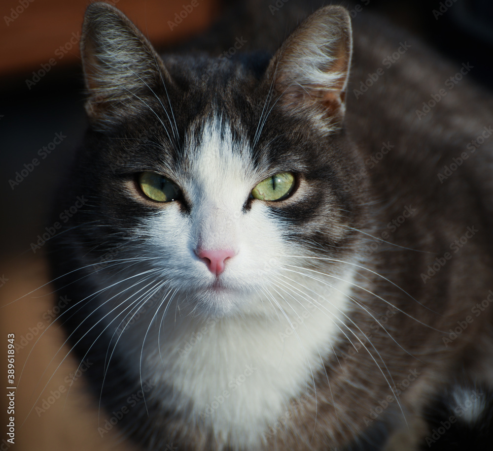 portrait of gray and white cat with green eyes