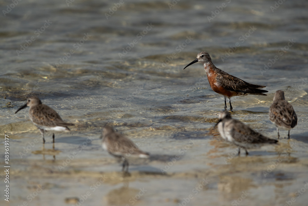 Selective focus on Curlew Sandpiper in breeding plumage at Busaiteen coast of Bahrain. Selective focus on Curlew Sandpiper in breeding plumage at Busaiteen coast of Bahrain.