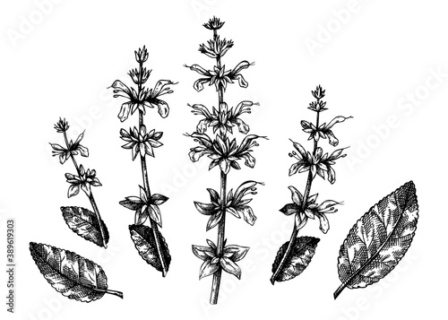 Hand sketched Salvia botanical illustration. Vector leaves and flowers set. Common Sage - hand-drawn medical herbs elements. Engraved style herbal plant. 