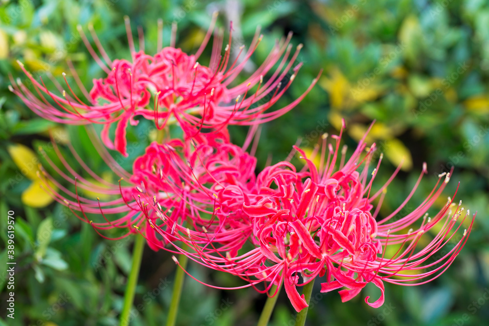 曼珠沙華 曼珠沙華