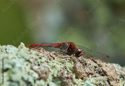 Closeup shot of dragonflies and damselflies