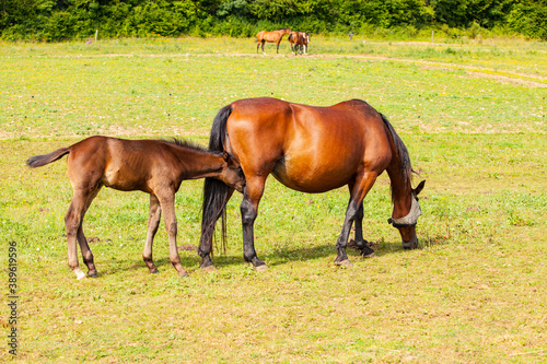 bay foal who is with his mother in the summer in a meadow