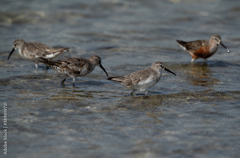 Curlew Sandpipers in at Busaiteen coast of Bahrain Curlew Sandpipers in at Busaiteen coast of Bahrain