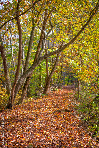 Sunlit Autumn Trail