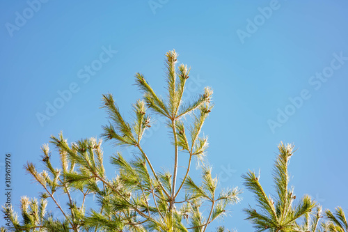 the top of a pine tree seen against a cloudless sky