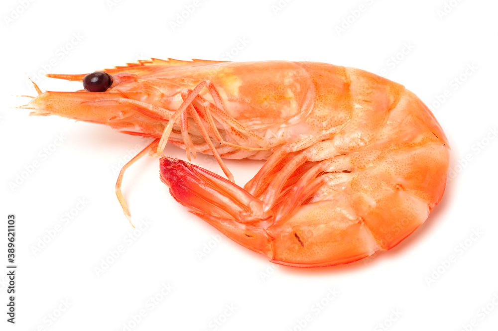 shrimps on a white background shrimps on a white background