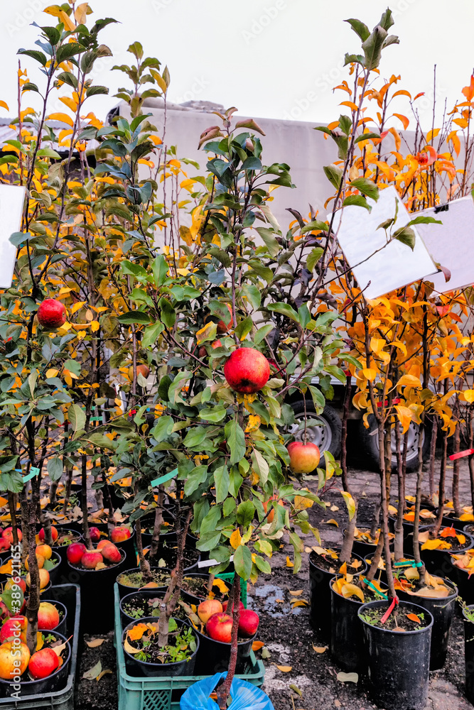 breeding fruit trees with label and fruit