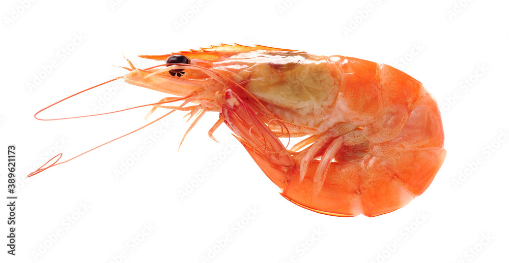 shrimps on a white background shrimps on a white background
