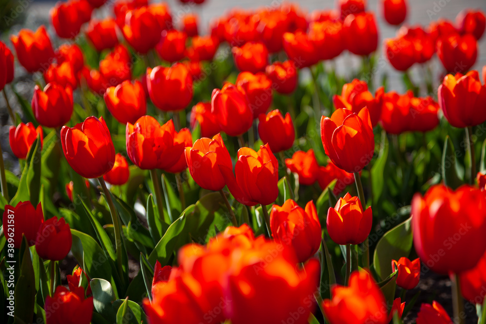 Red tulips background. Beautiful tulip in the meadow. Flower bud in spring in the sunlight. Flowerbed with flowers. Tulip close-up. Red flower. Bottom view. Card. Red tulips background. Beautiful tulip in the meadow. Flower bud in spring in the sunlight. Flowerbed with flowers. Tulip close-up. Red flower. Bottom view. Card.