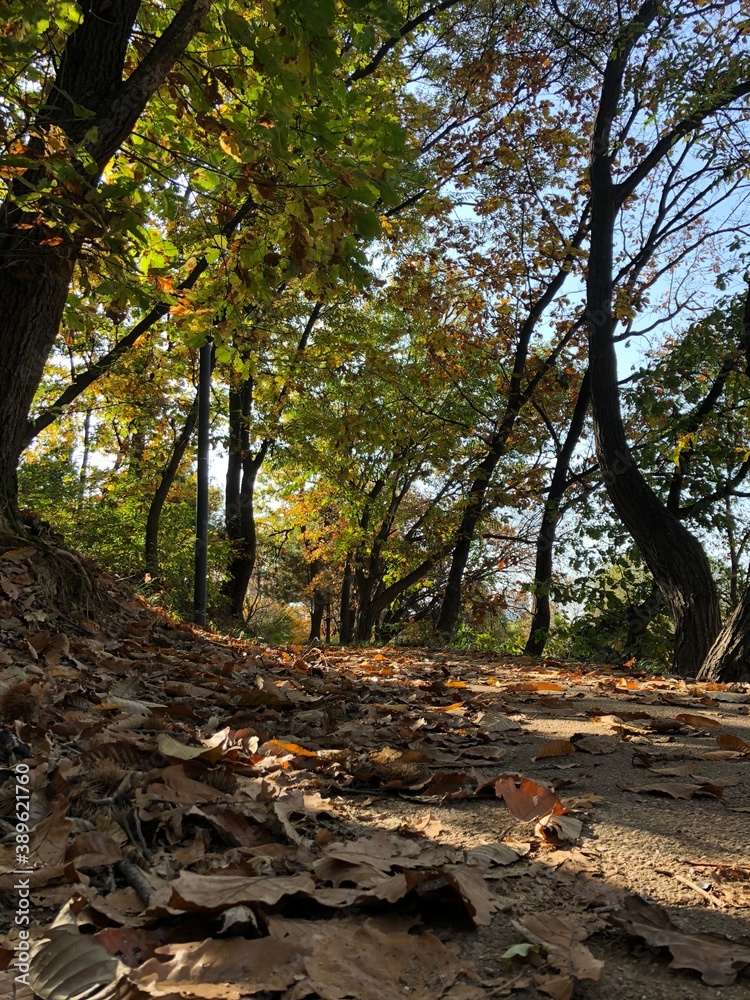 Trail with fallen leaves and trees with foliage in autumn Park Trail with fallen leaves and trees with foliage in autumn Park