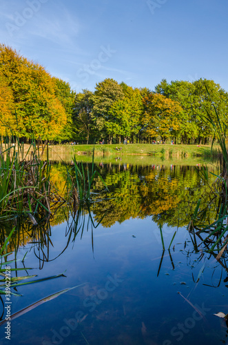 Landscape with autumn park in the sunny day. Yellow and green trees are displayed with reflection on the lake.