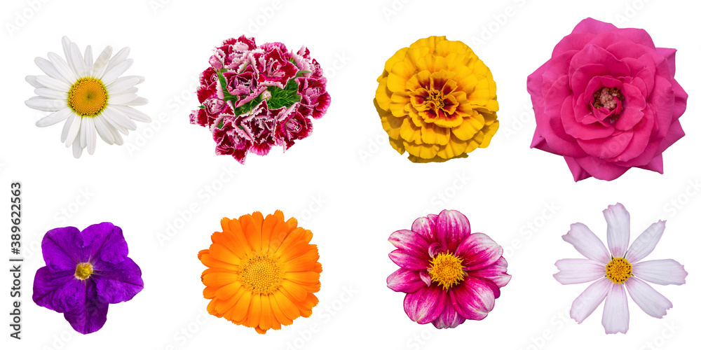 Various flowers on an isolated white background. Chamomile, carnation, marigolds, rose, petunia, calendula, dahlia and cosmos from the Astrov family. Blooming flower