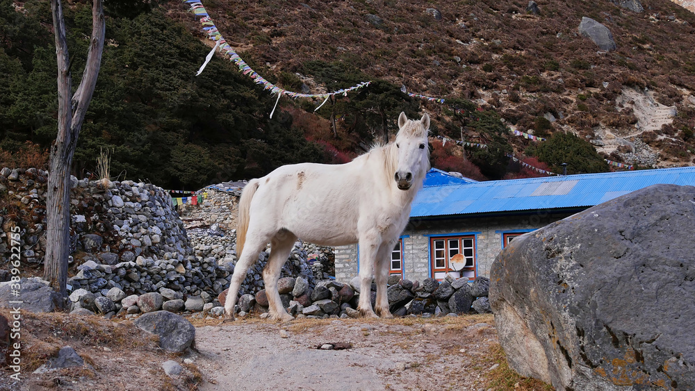 Obraz premium White colored horse walking through the small village Thame, Khumbu, Nepal in the Himalayas with Buddhist prayer flags, stone walls and a house in background.