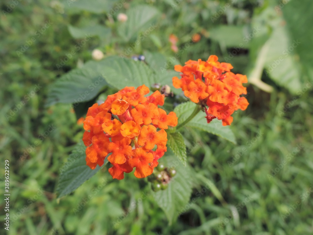 orange flower in the garden orange flower in the garden