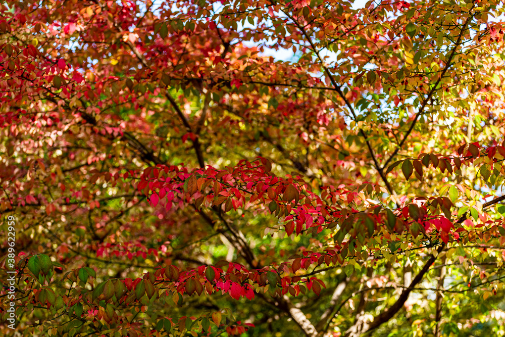 Beautiful autumn leaves and tree changing color on mountain autumn golden leaves sunlight and fallen red orange leaves on ground fruit orchard in autumn season