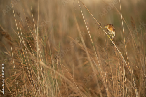 Squacco Heron perched on reed at Asker marsh, Bahrain photo