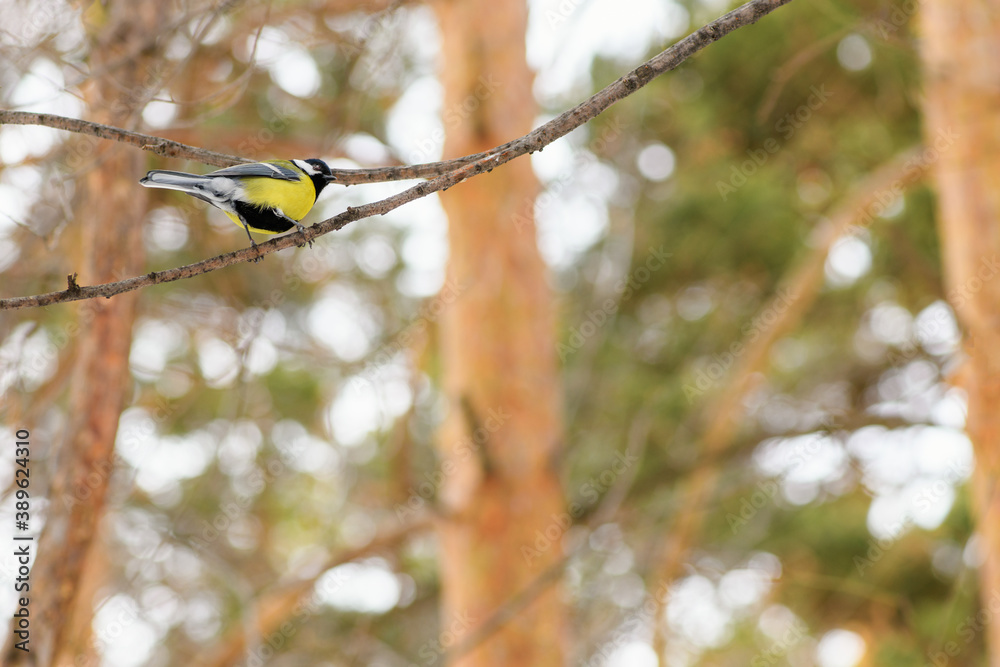 Yellow titmouse sitting on a tree branch in the forest, copy space. Great tit on a branch