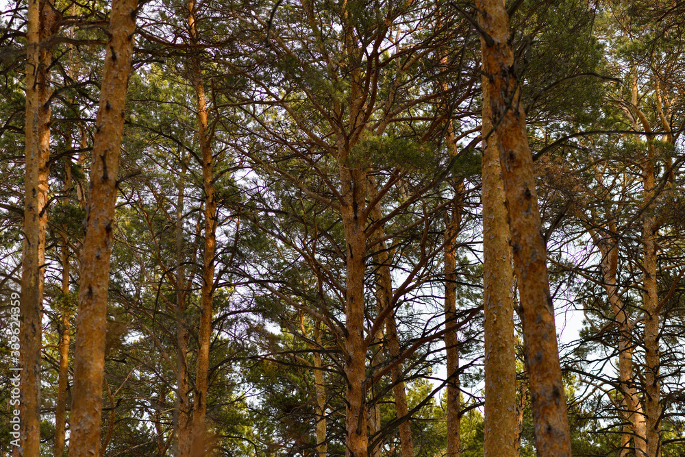 Fototapeta premium Pine trees in the forest. Many coniferous trees-pines on a bright day in the forest
