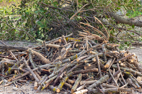 A pile of sawn firewood lies in front of the felled apple trees