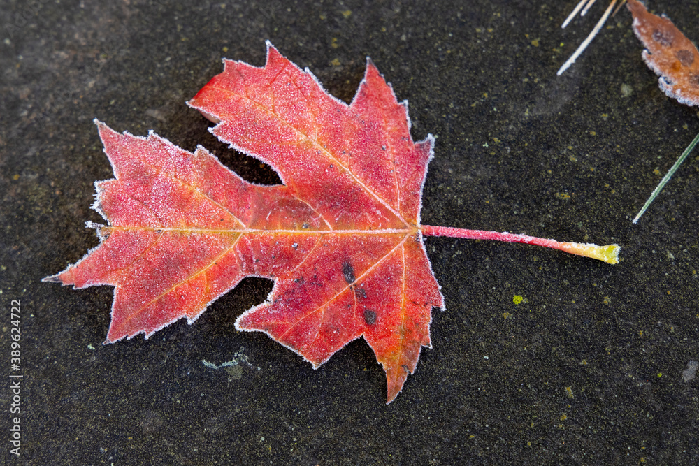 Silver Maple Leaf outlines with frost Silver Maple Leaf outlines with frost