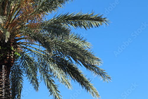 Palme vor blauem Himmel