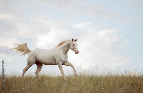 beautiful white Appaloosa horse running through meadow with blue sky with clouds on background