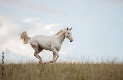 beautiful white Appaloosa horse running through meadow with blue sky with clouds on background