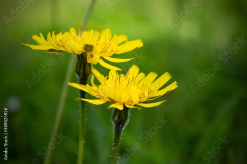 Close up wild flowers, A Leontodon hispidus, is a perennial herb occurring in hay meadows, pastures and other grasslands, on roadside verges, railway banks. Italian wildlife.  Italy