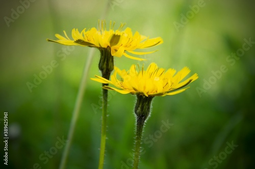 Close up wild flowers, A Leontodon hispidus, is a perennial herb occurring in hay meadows, pastures and other grasslands, on roadside verges, railway banks. Italian wildlife.  Italy