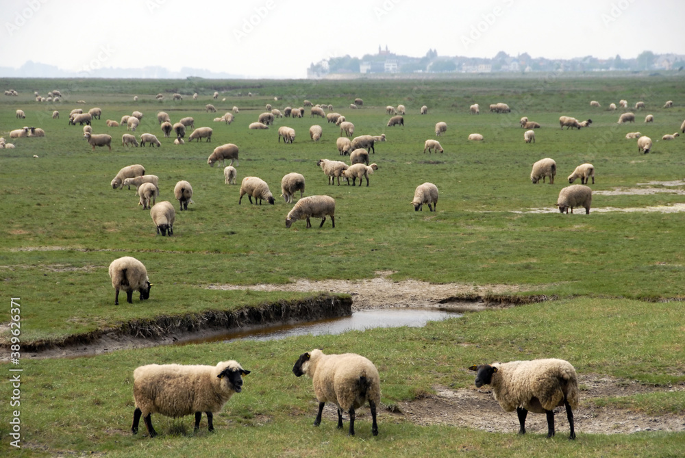 Troupeau de moutons de prés-salés, vers Saint-Valéry-sur-Somme, département de la Somme, France