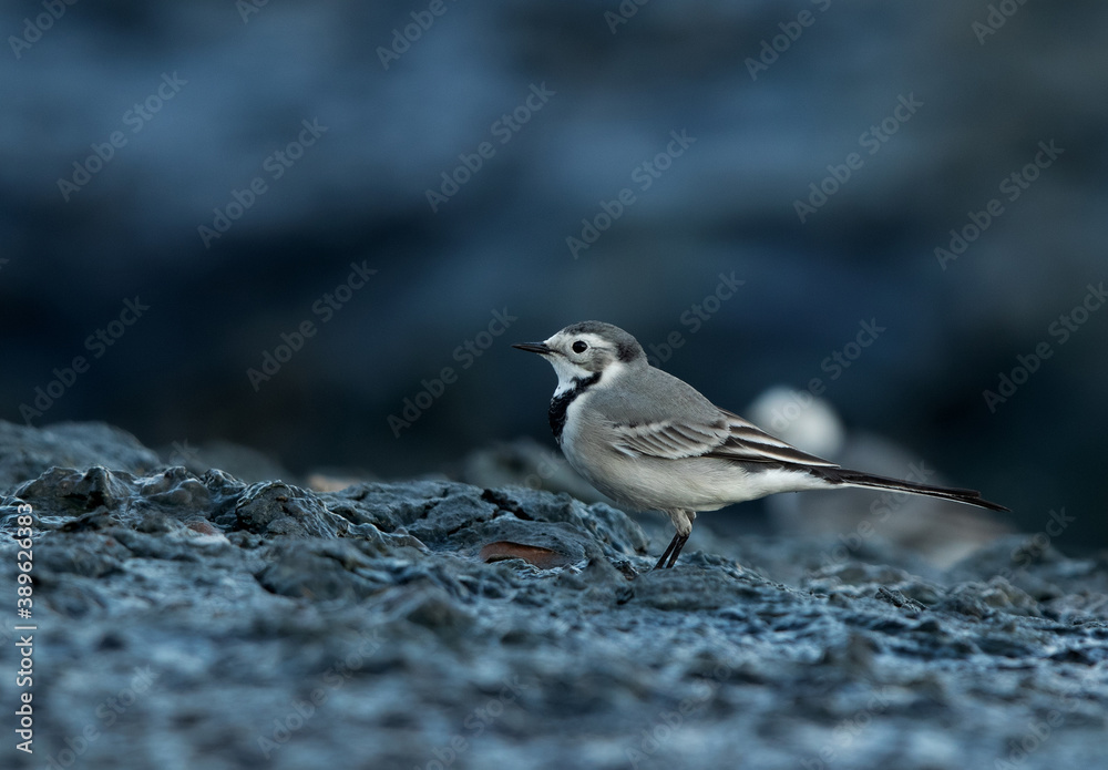 White wagtail at Tubli bay, Bahrain