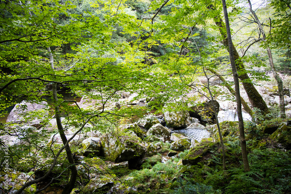 Fototapeta premium 木と岩のある川