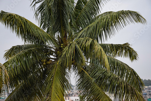 Picture of beautiful tropical coconut palm tree in Maharashtra state of India
