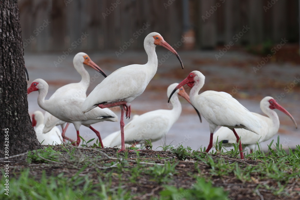 Obraz premium Weißer Ibis