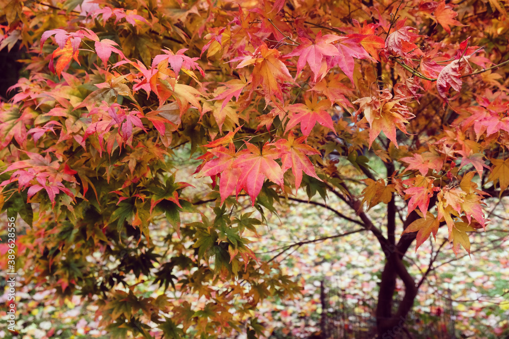 Red and pink colours of the Japanese maple during the autumn. Red and pink colours of the Japanese maple during the autumn.