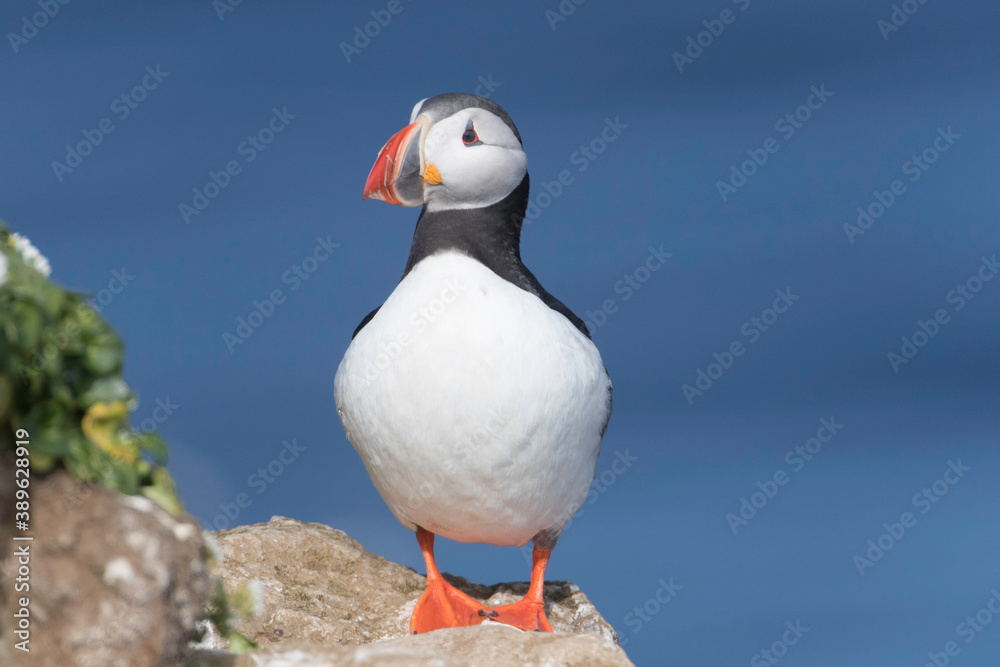 Atlantic Puffin at Grimsey Island Iceland Atlantic Puffin at Grimsey Island Iceland