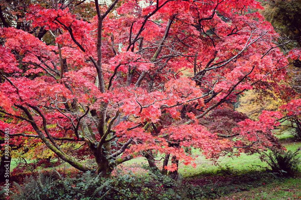 Red and pink colours of the Japanese maple during the autumn.