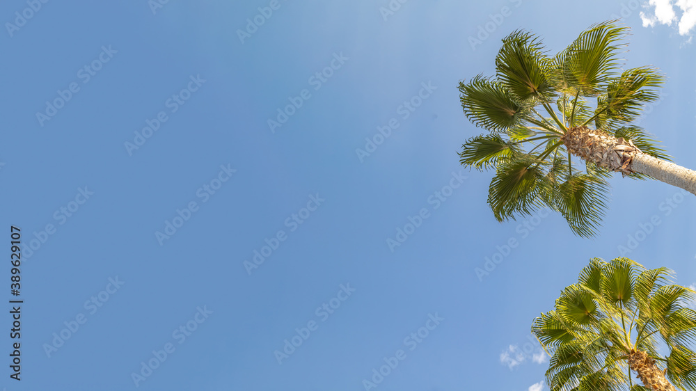 Palm tree against the sky landscape from the ground. Palm tree against the sky landscape from the ground.