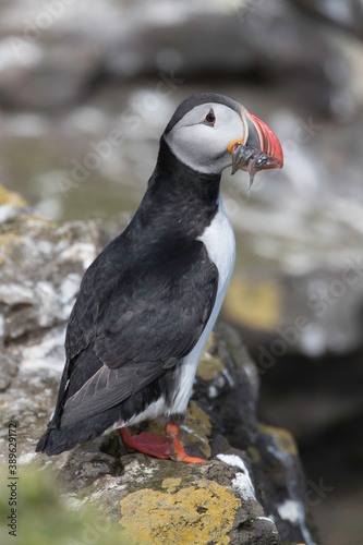 Atlantic Puffin at Grimsey Island Iceland © Dennis Donohue