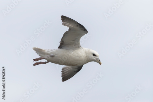 Foto Northern Fulmars in Iceland