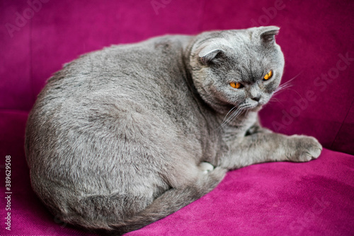 A lazy fat scottish fold cat is lying asleep at home background. Obese, overweight unhealthy cat.