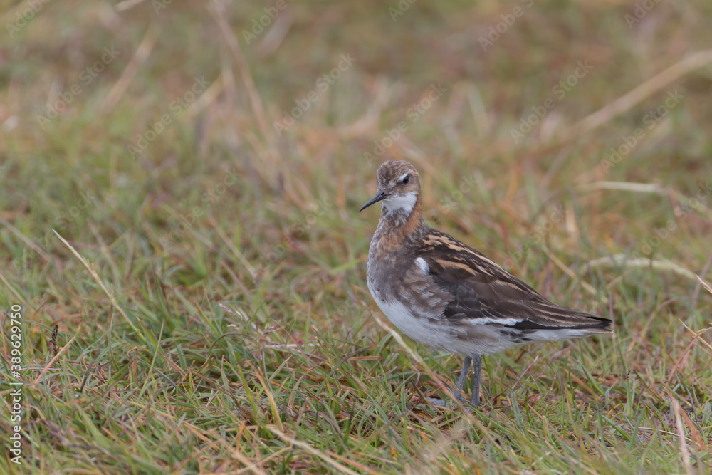 Red necked Phalarope in Iceland Red necked Phalarope in Iceland