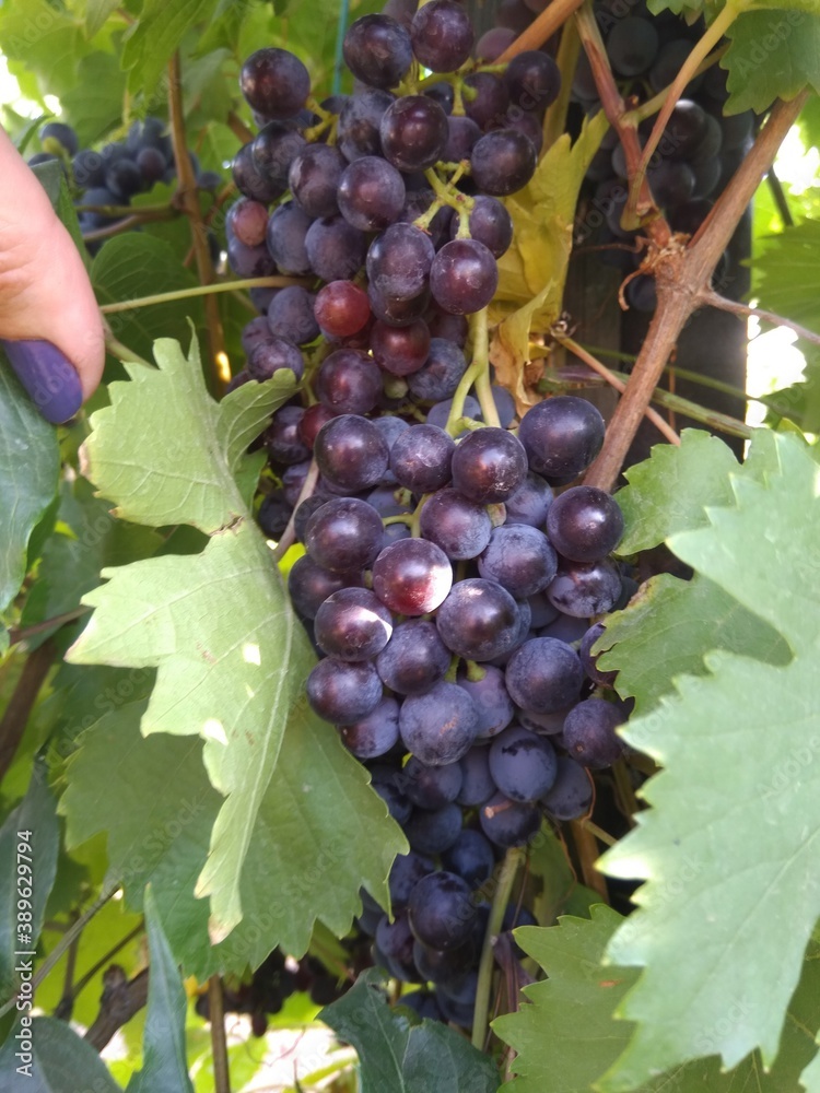 винный виноград с дачи