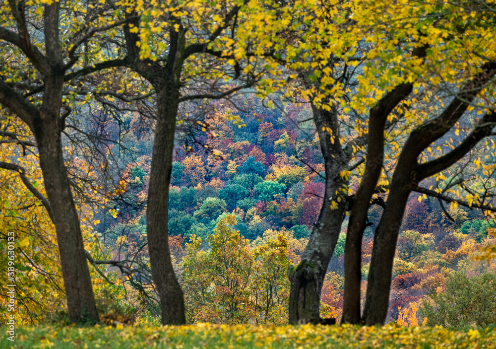 Collection of Beautiful Colorful Autumn trees