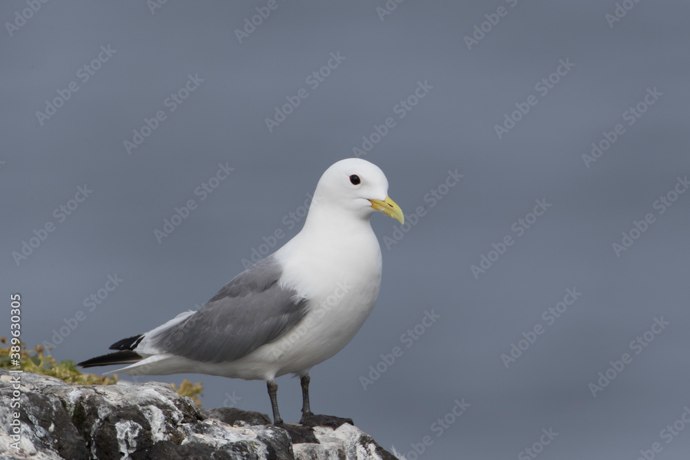 Black-legged Kittywake on Grimsey Island Black-legged Kittywake on Grimsey Island