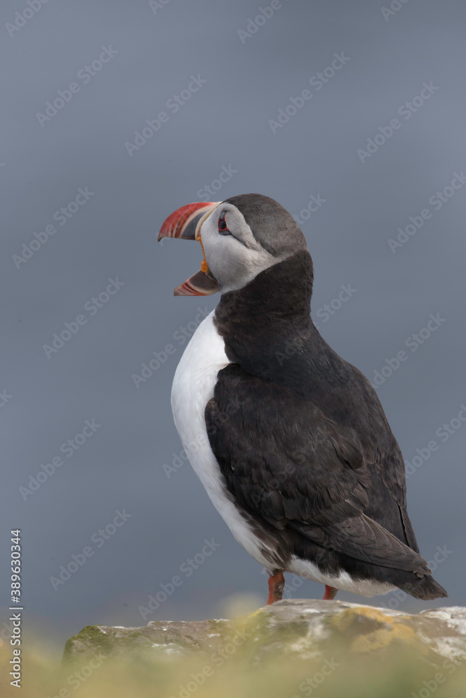 Fototapeta premium Atlantic Puffin at Grimsey Island Iceland